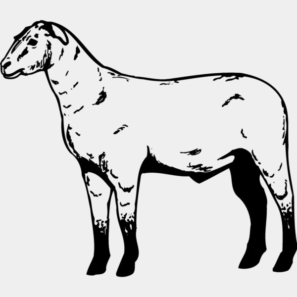 SHEEP009 Thumbnail