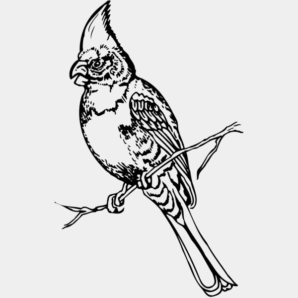 BIRD008 Thumbnail
