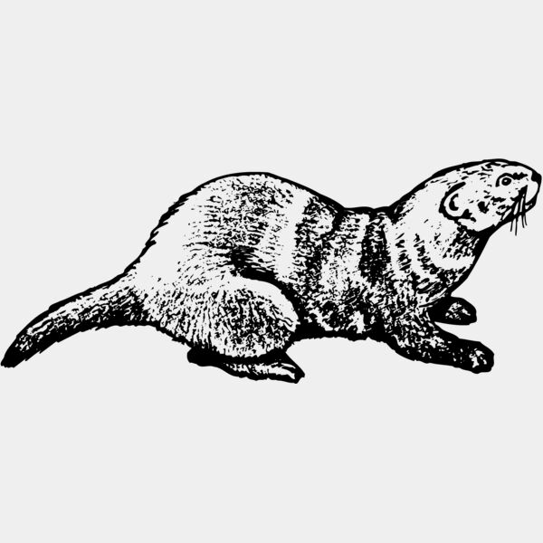 OTTER001 Thumbnail