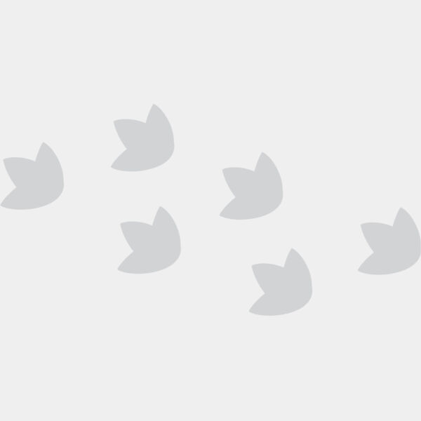 Cartoon Dinosaur Foot Prints 1 Thumbnail