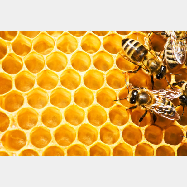 Bee Hive Background 1 Thumbnail